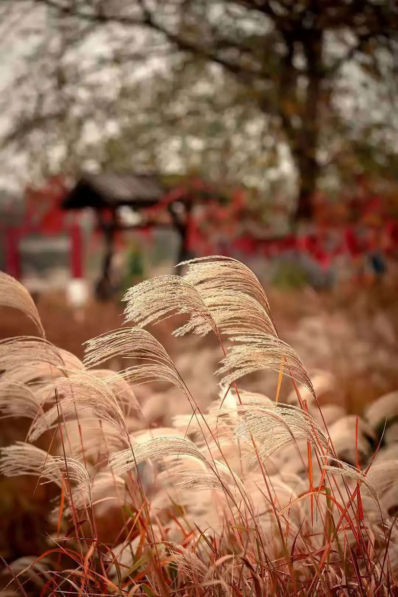 @Сǵ޶ഺh(hun)ӛǼw