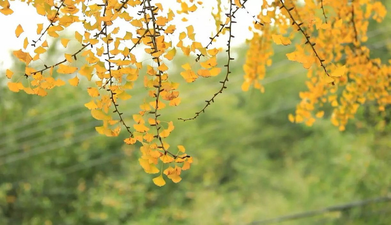 @Сǵ޶ഺh(hun)ӛǼw