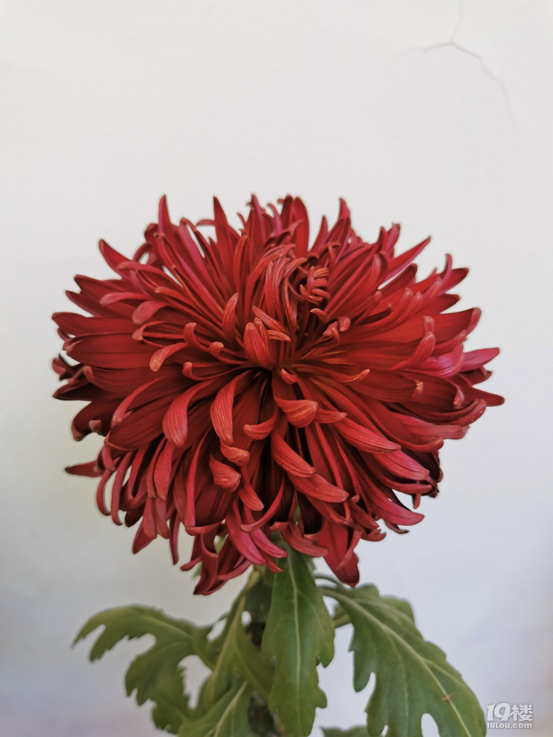 菊花展