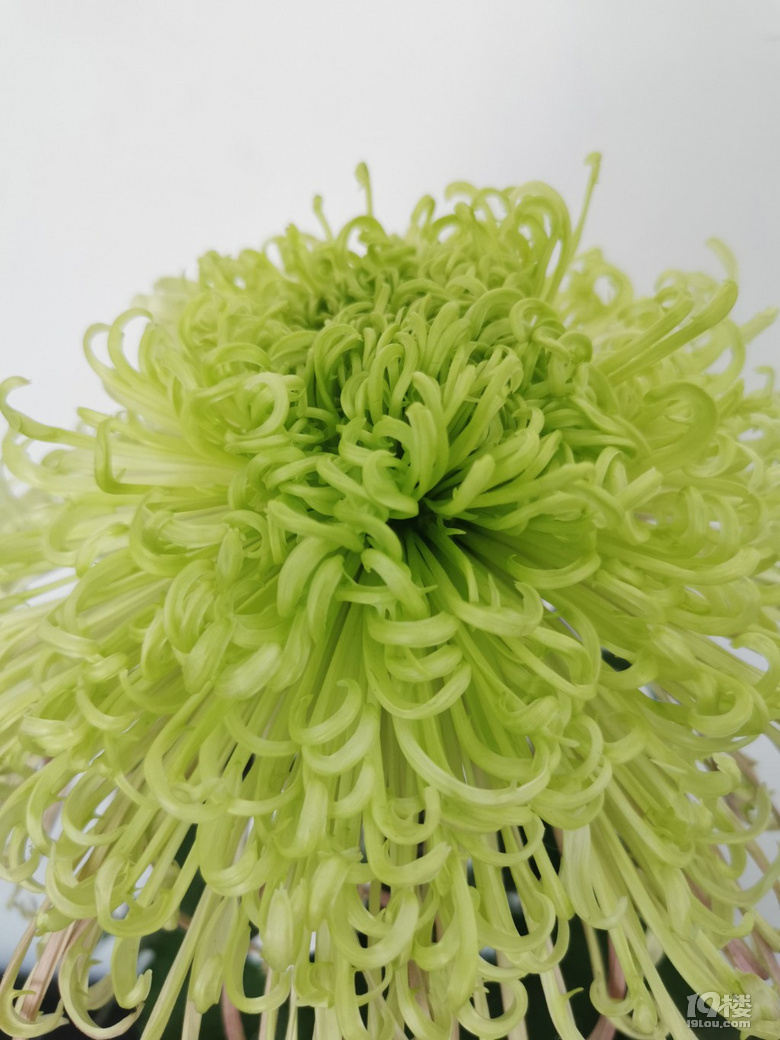 菊花展
