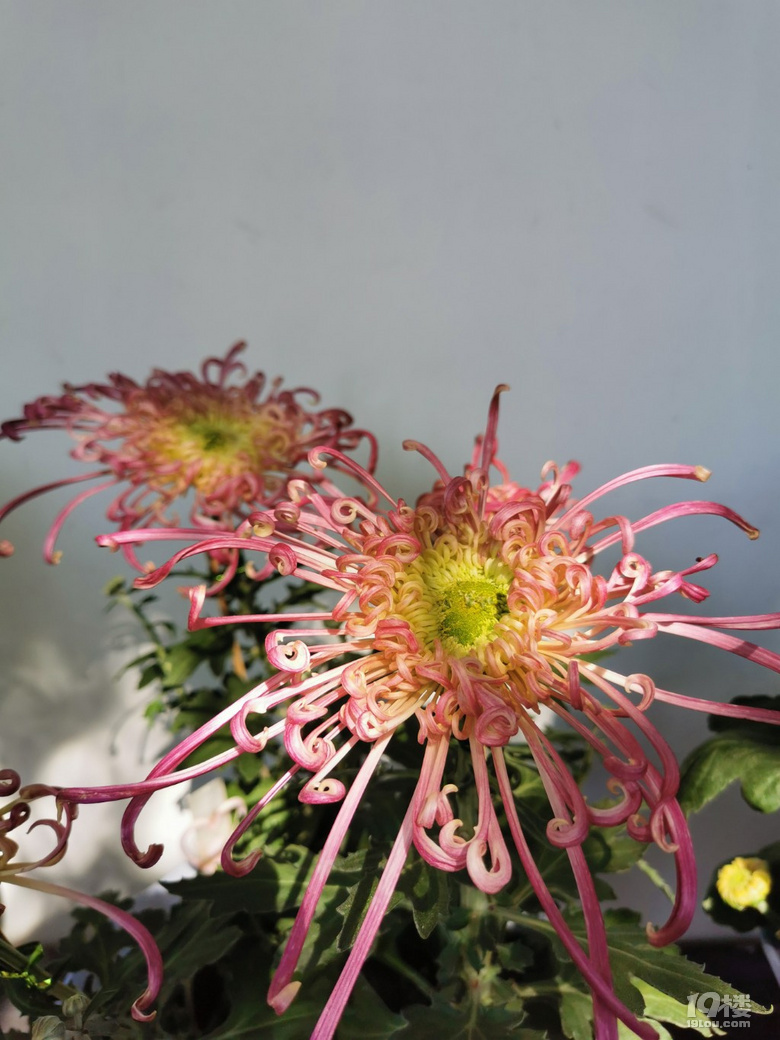 菊花展