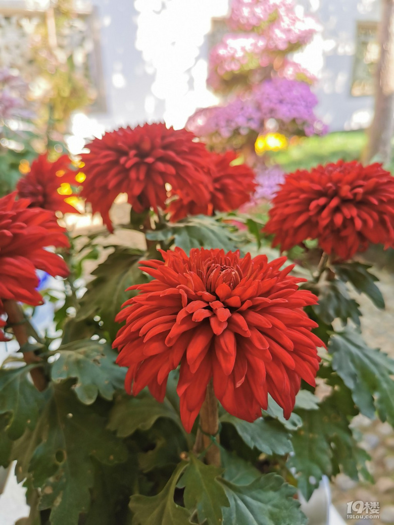 菊花展