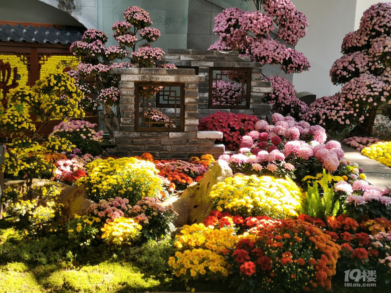 菊花展