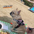 鿴ß
