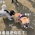鿴ß