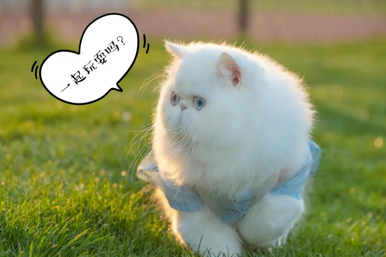 “這輩子做的最不后悔的事，就是養(yǎng)了一只貓！”