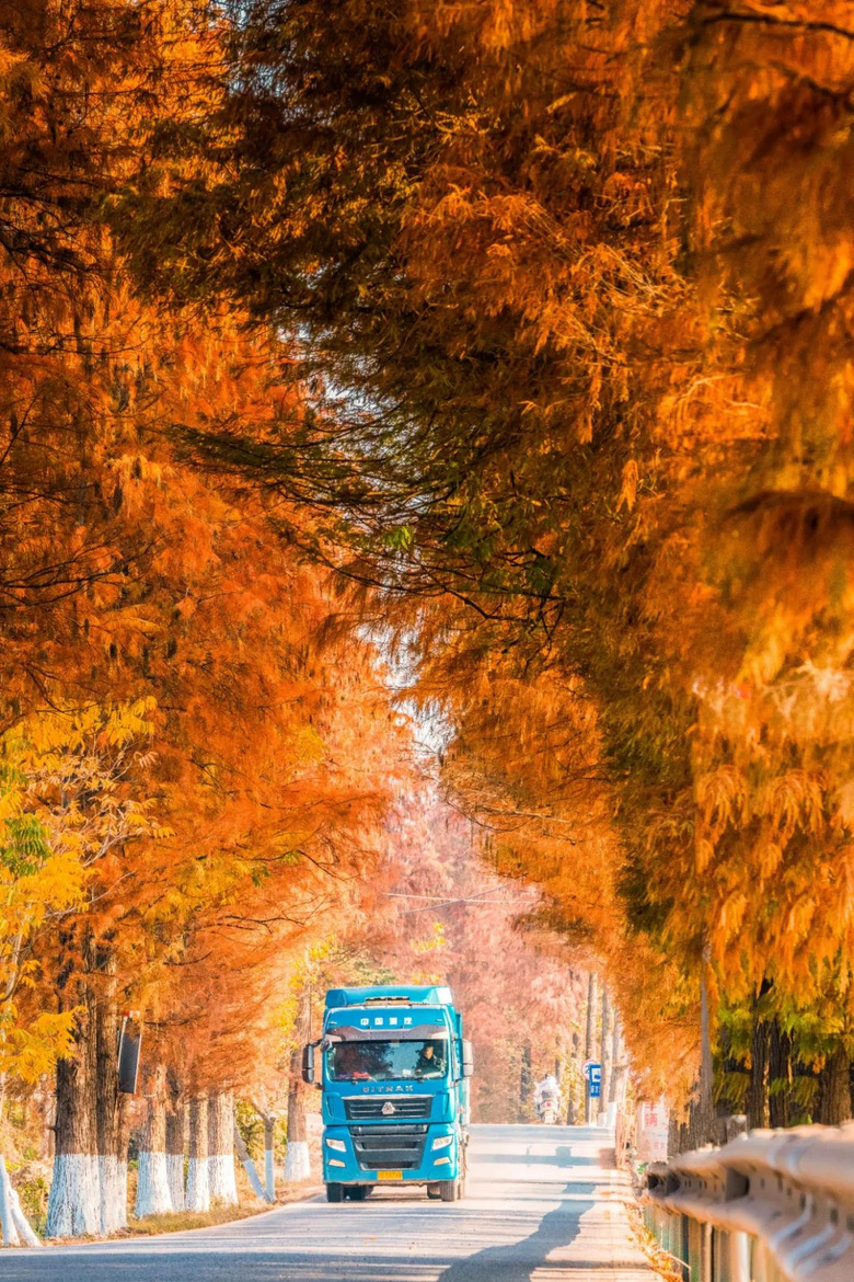 太美了！這條藏在小縣城里的水杉公路，仿佛駛向冬日“童話林”~