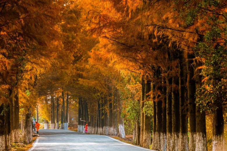 太美了！這條藏在小縣城里的水杉公路，仿佛駛向冬日“童話林”~