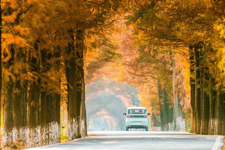 太美了！這條藏在小縣城里的水杉公路，仿佛駛向冬日“童話林”~