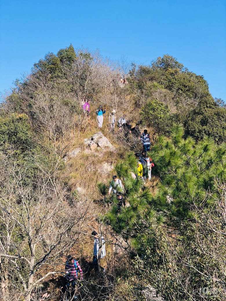 「周末去哪兒玩」12.19｜午潮山徒步穿行于深秋與茶山