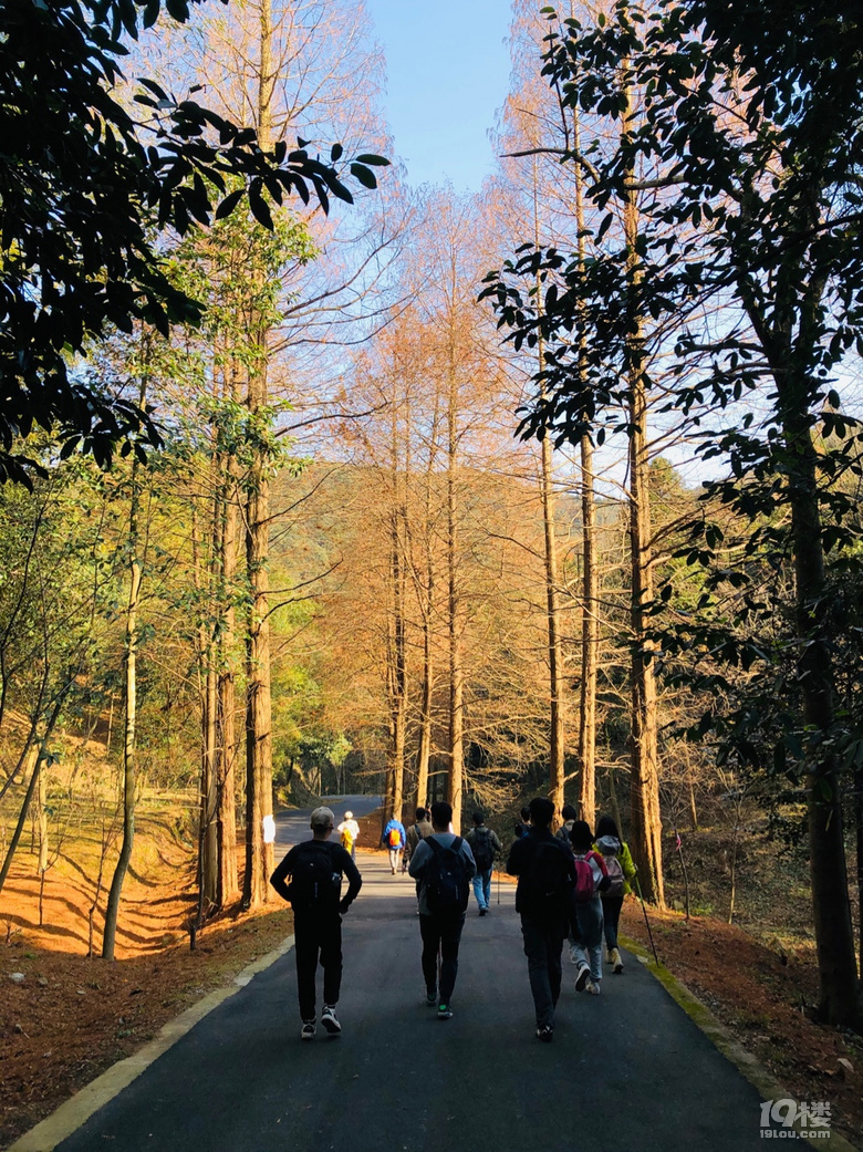 「周末去哪兒玩」12.19｜午潮山徒步穿行于深秋與茶山
