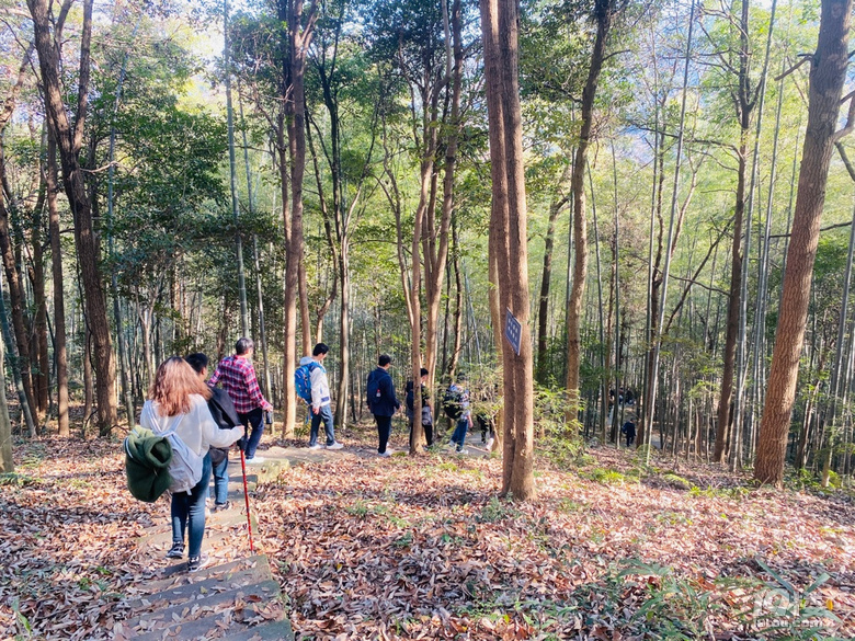 「周末去哪兒玩」12.19｜午潮山徒步穿行于深秋與茶山
