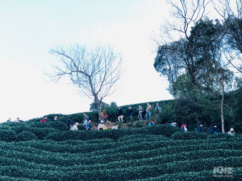 「周末去哪兒玩」12.19｜午潮山徒步穿行于深秋與茶山