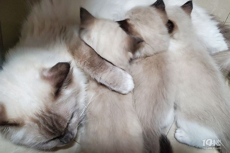 “關(guān)于新喵渠道和飼養(yǎng)的一點心得體會！”