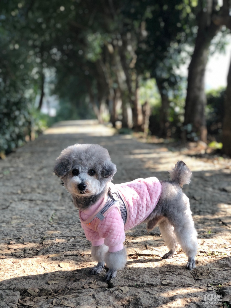 新年登高