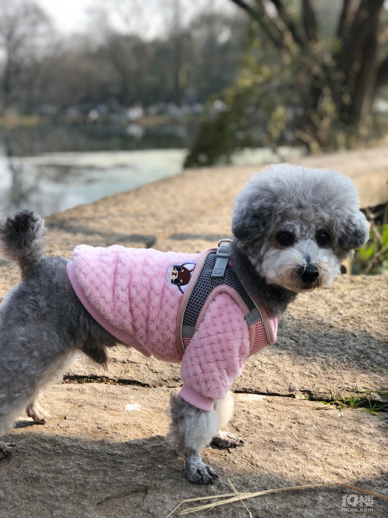新年登高