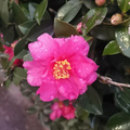 鿴ß