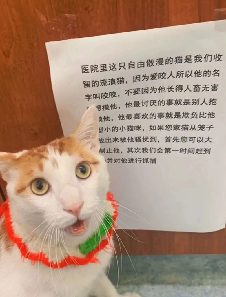 某寵物醫(yī)院員工因毆打病患被迫停職，知道真相后…笑yue了！！