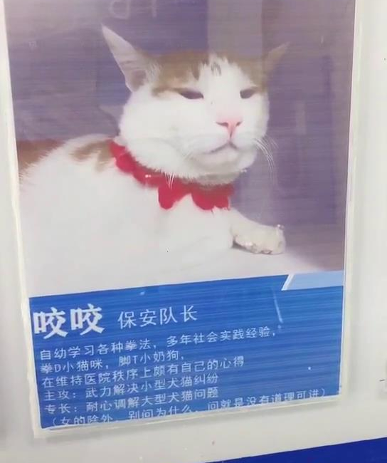 某寵物醫(yī)院員工因毆打病患被迫停職，知道真相后…笑yue了��！