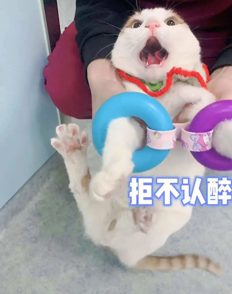 某寵物醫(yī)院員工因毆打病患被迫停職，知道真相后…笑yue了！！