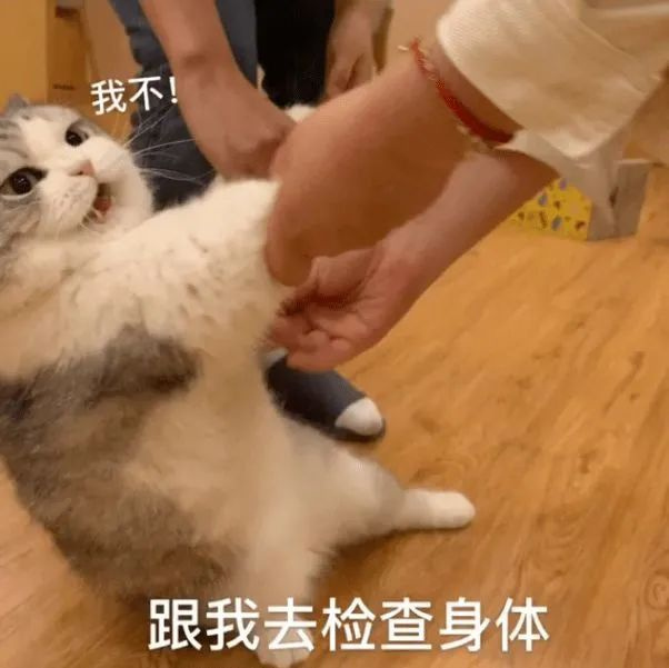 小學(xué)生做了一個(gè)實(shí)驗(yàn)：看貓坐下時(shí)菊花能不能碰到地面，結(jié)果…