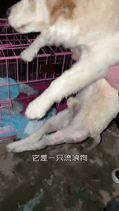 騎行時遇到后腿癱瘓的流浪狗，跨越8千里帶它回家，如今…卻怕它