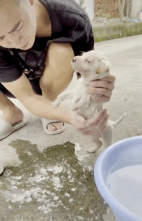 騎行時遇到后腿癱瘓的流浪狗，跨越8千里帶它回家，如今…卻怕它