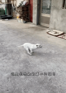 騎行時遇到后腿癱瘓的流浪狗，跨越8千里帶它回家，如今…卻怕它