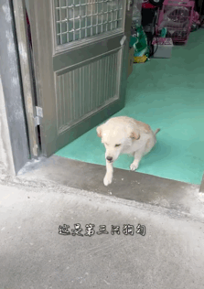 騎行時遇到后腿癱瘓的流浪狗，跨越8千里帶它回家，如今…卻怕它