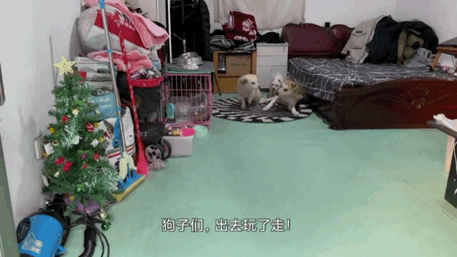 騎行時遇到后腿癱瘓的流浪狗，跨越8千里帶它回家，如今…卻怕它