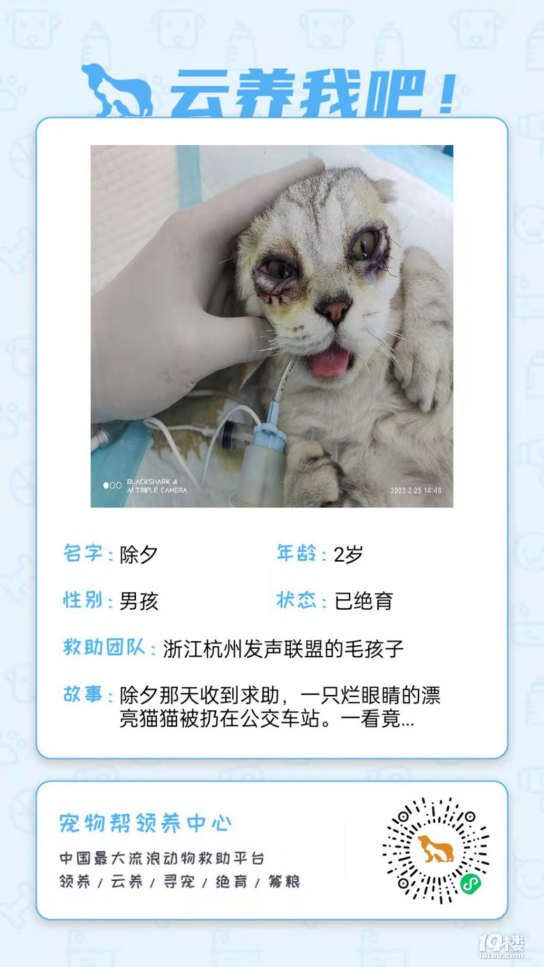 【流浪動物救助】一起來云養(yǎng)小貓貓吧！