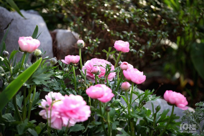 陽春三月，今天杭州天氣晴好暖和，郁金香等花兒已經(jīng)盛開了.