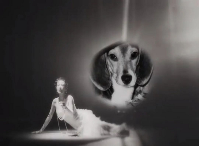 大S做過最酷的事不是閃婚，而是…養(yǎng)了一只比格犬！