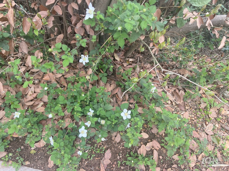 2022爬山小記之NO4，北高峰