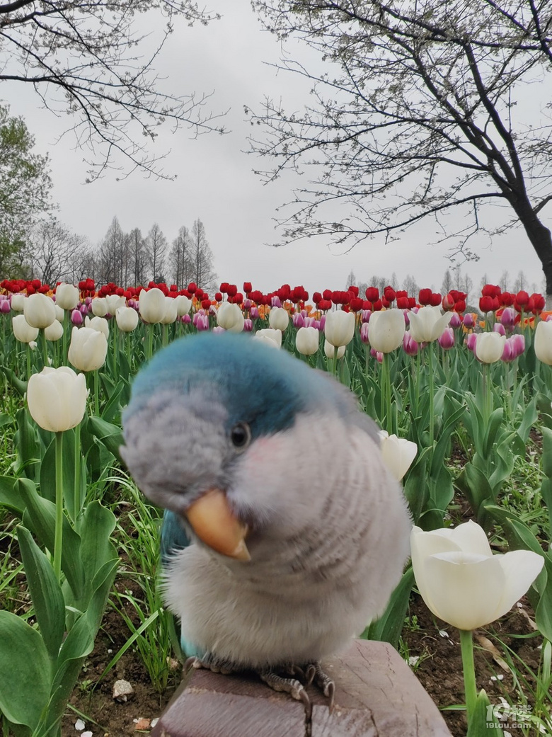 鶹һö