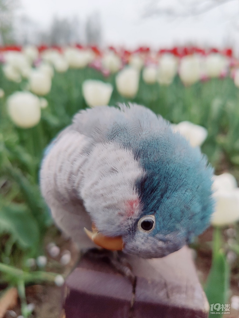 鶹һö
