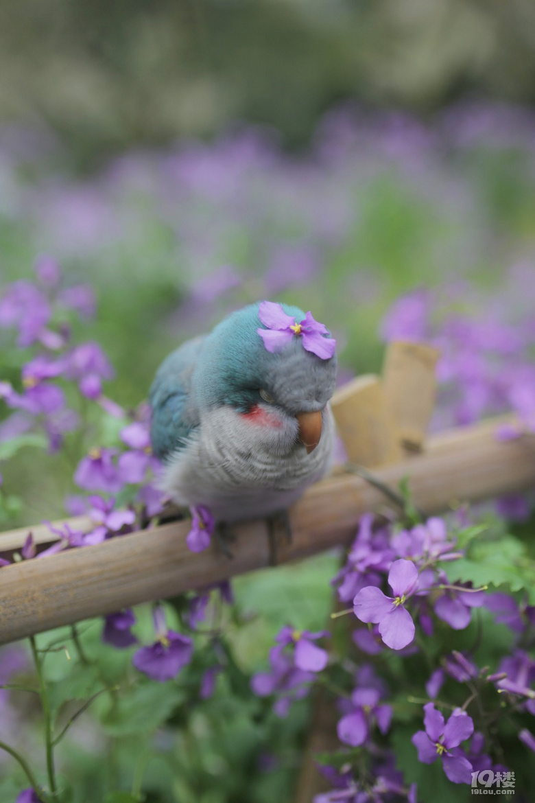 鶹һö