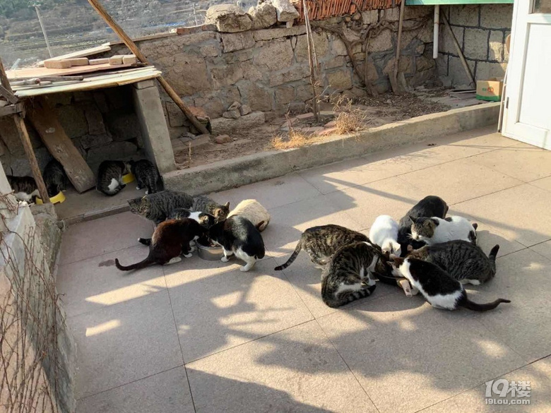 杭州貓咪免費(fèi)送