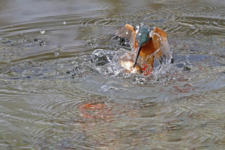 小翠鳥入水叼魚