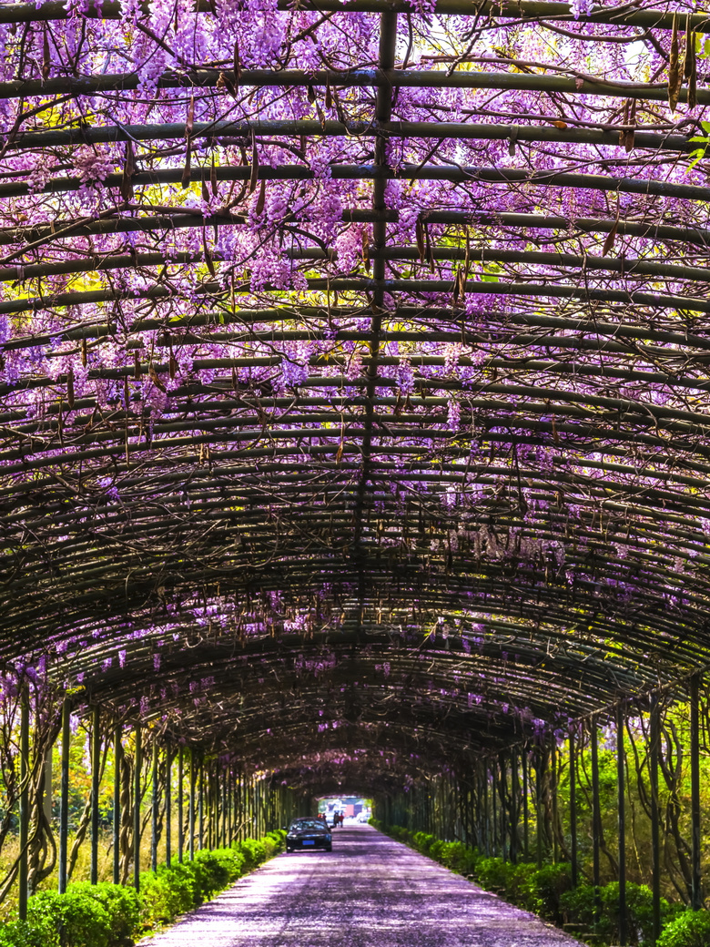 一條很長、很長，香氣襲人、紫色夢幻的花廊