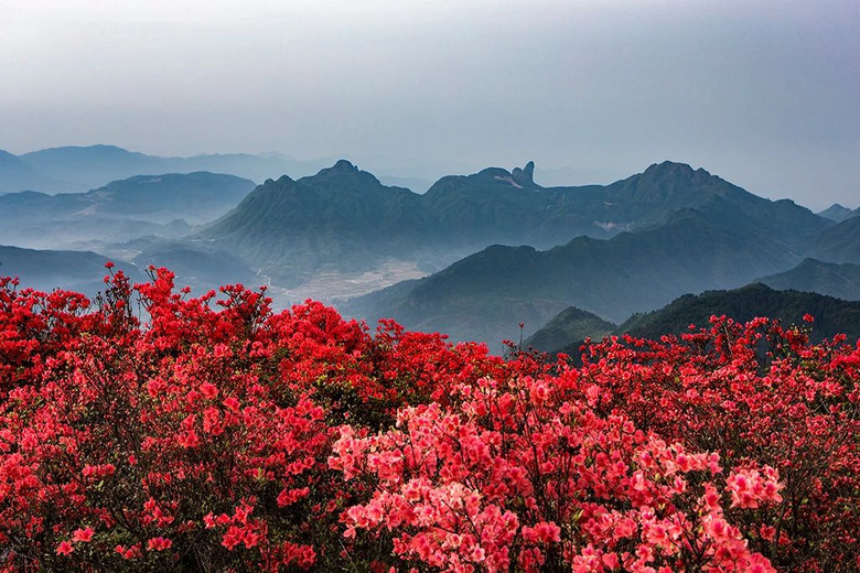 “華東最壯觀的杜鵑花地”，這座浙南小縣城一到春天就火爆朋友圈
