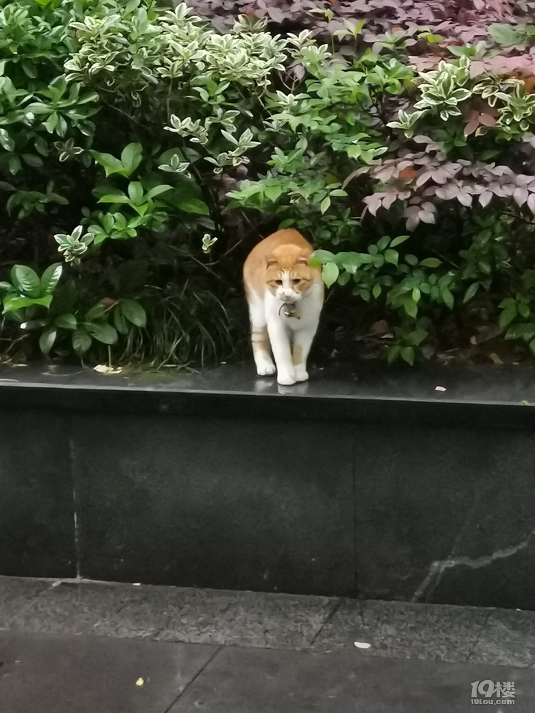 一只流浪小橘