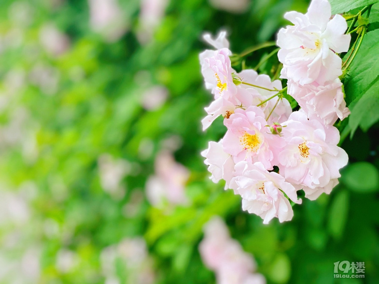 小可愛薔薇上新啦