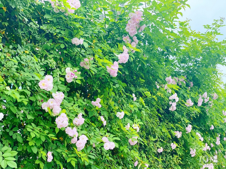 小可愛薔薇上新啦