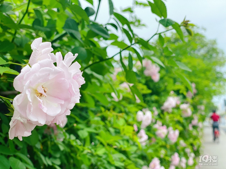 小可愛薔薇上新啦