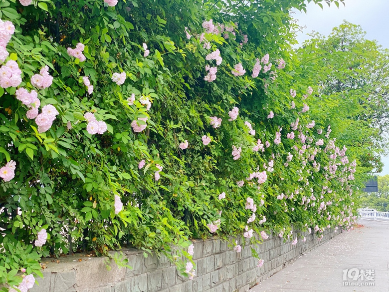 小可愛薔薇上新啦