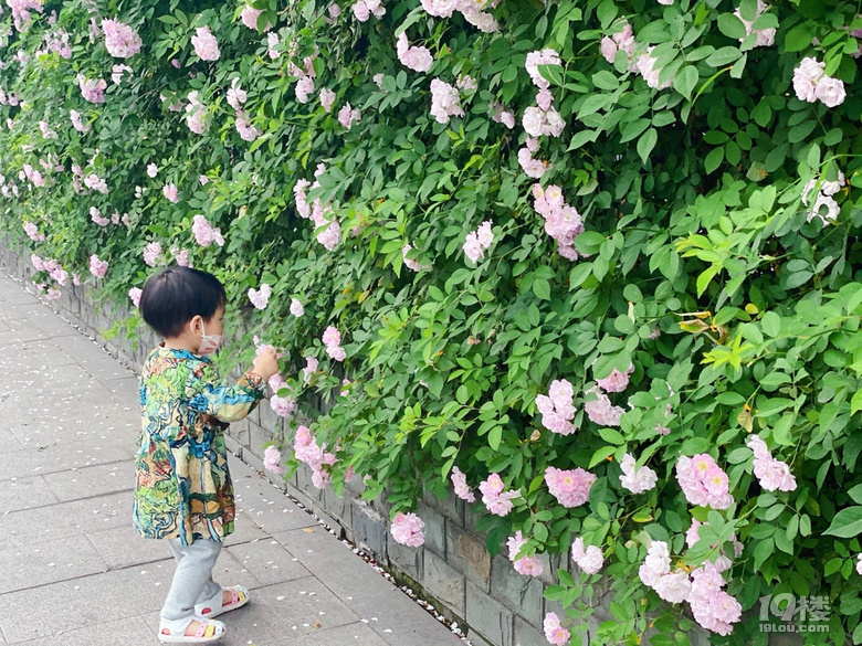 小可愛薔薇上新啦