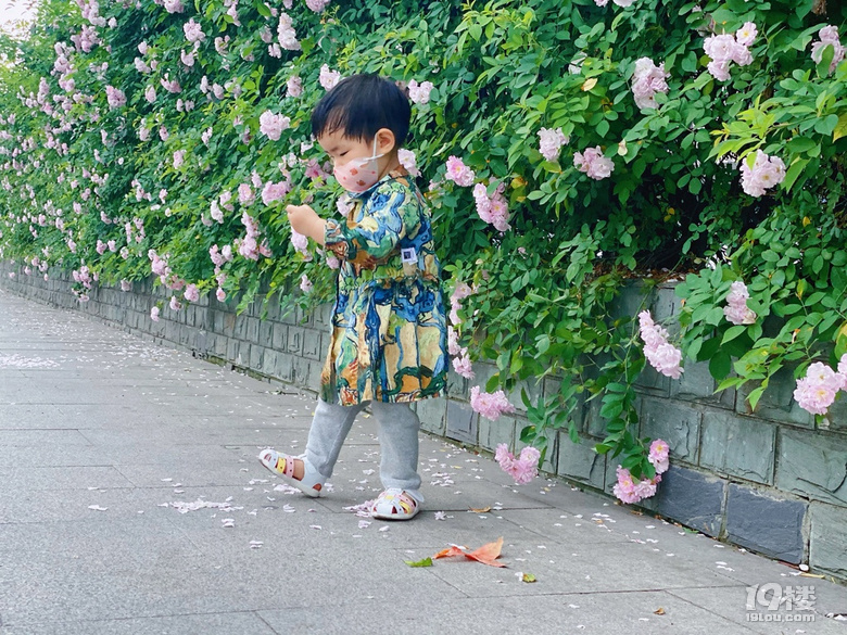 小可愛薔薇上新啦