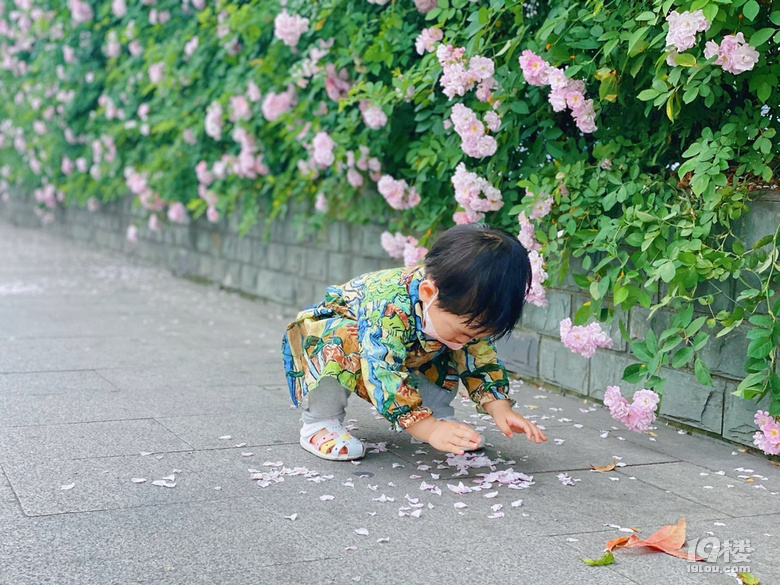 小可愛薔薇上新啦