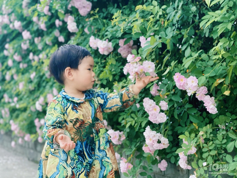 小可愛薔薇上新啦